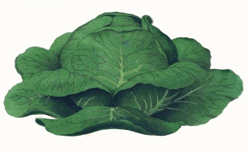 504x312 Cabbage Drawing - Cabbage Drawing