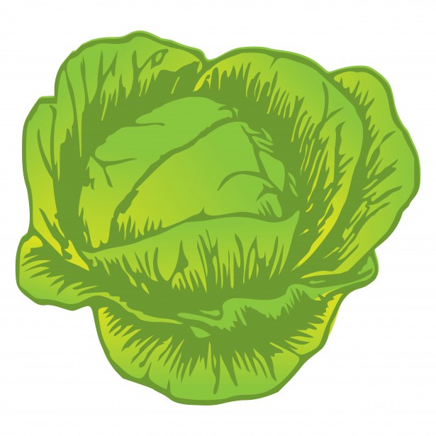 615x615 Cabbage Drawing Free Stock Photo - Cabbage Drawing