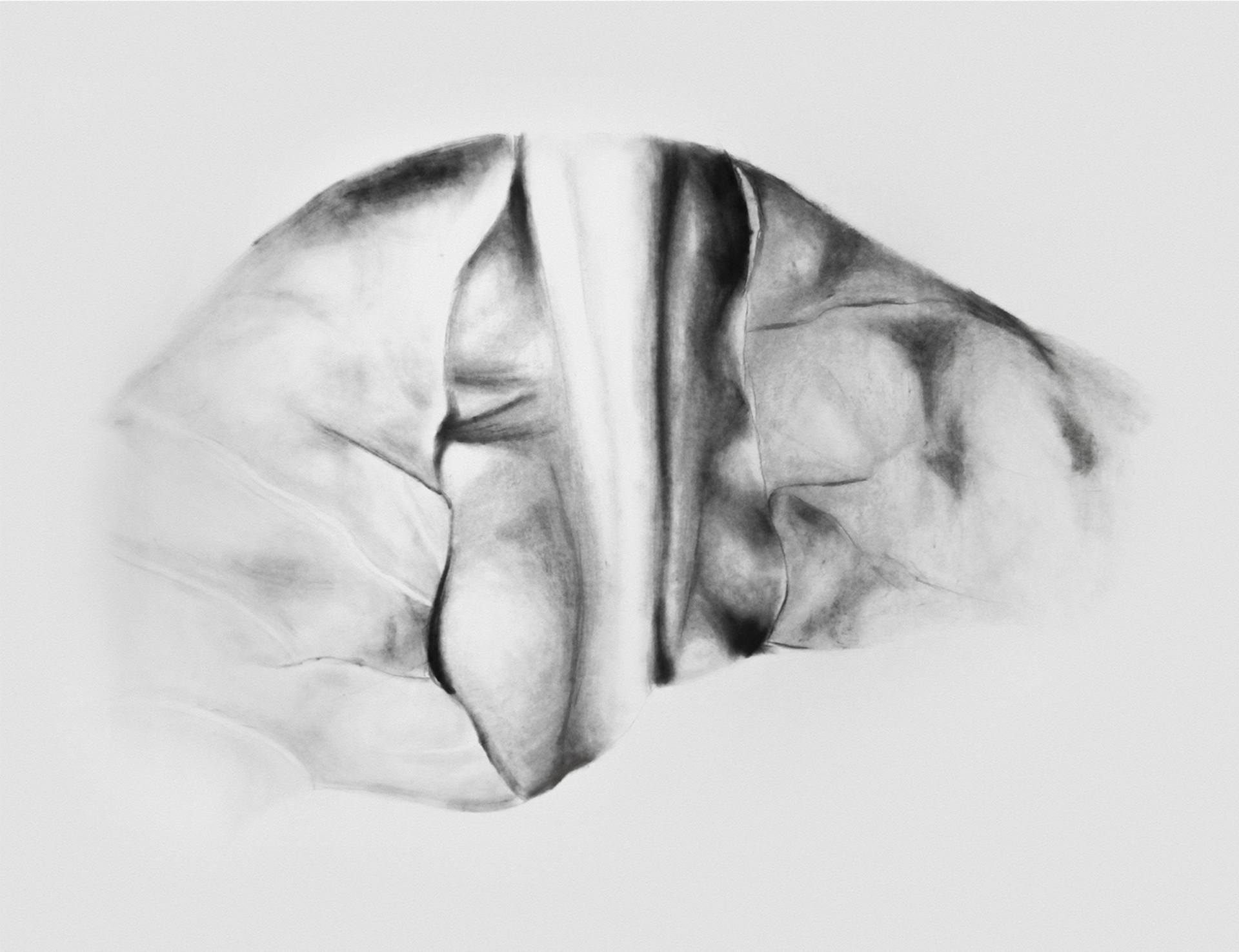 1920x1476 Cabbage Drawing - Cabbage Drawing