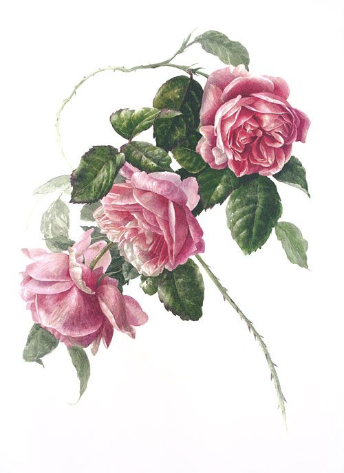 Cabbage Rose Drawing at PaintingValley.com | Explore collection of ...