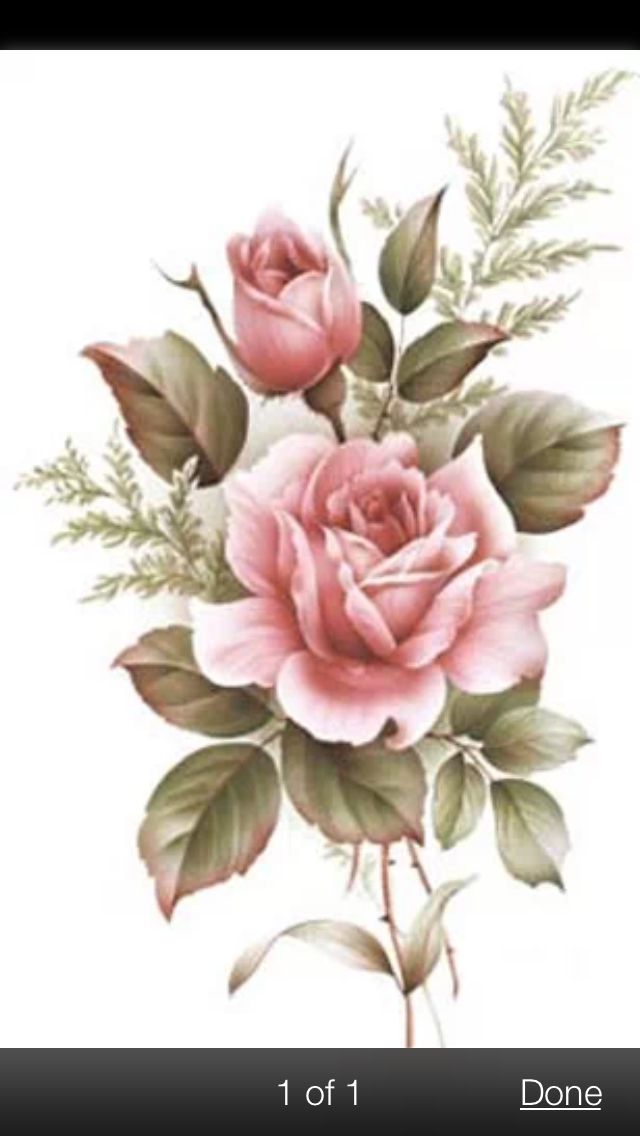 640x1136 cabbage rose labelswallpaper flowers, tattoos, drawings - Cabbage Rose Drawing
