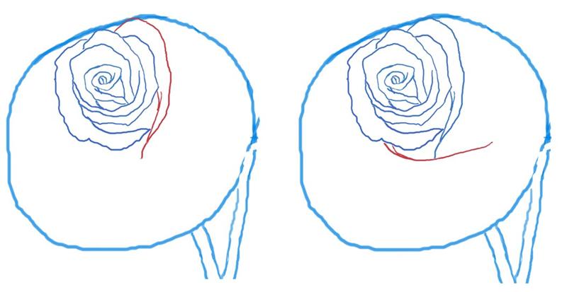 800x413 emg zine - Cabbage Rose Drawing