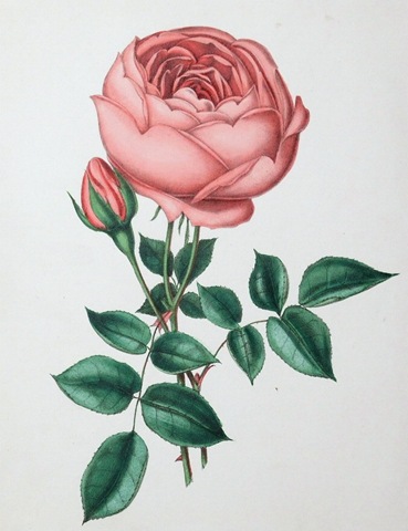 369x480 free clip art vintage roses - Cabbage Rose Drawing
