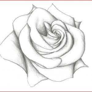 300x300 how to draw cabbage roses archives - Cabbage Rose Drawing