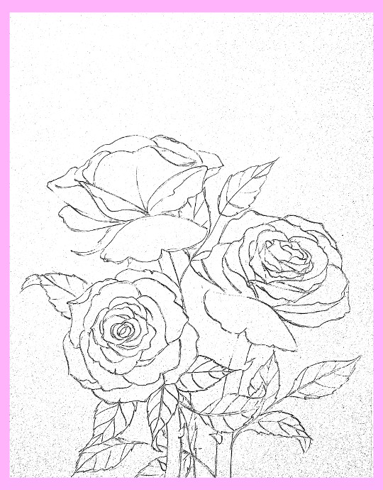 540x690 how to draw roses - Cabbage Rose Drawing