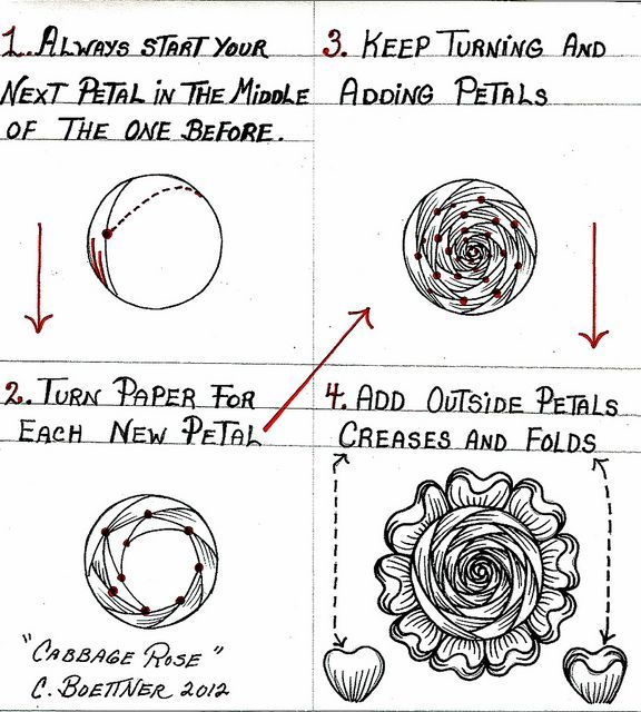 576x640 huge collection of 'cabbage rose drawing' download more than - Cabbage Rose Drawing