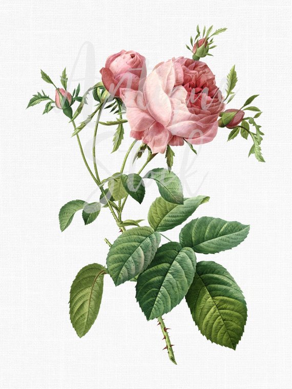 570x760 botanical illustration cabbage rose flower etsy - Cabbage Rose Drawing