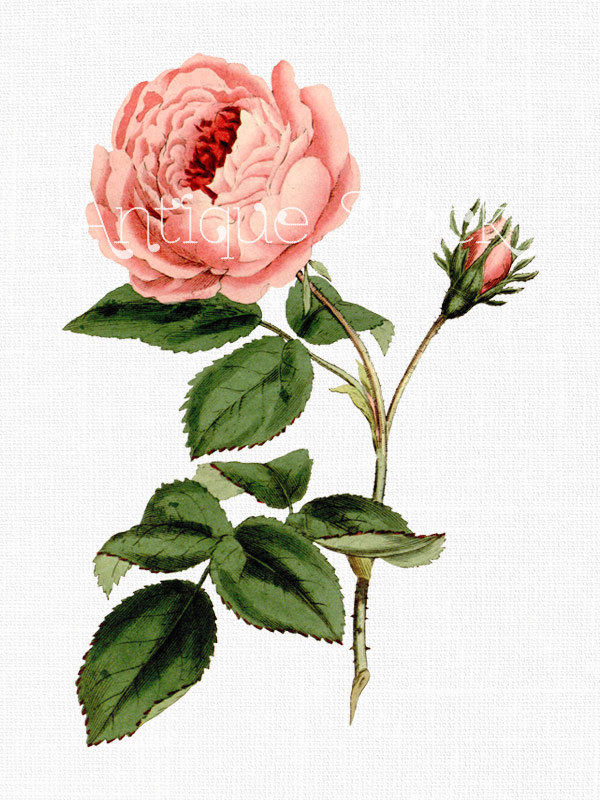 600x800 pictures of vintage cabbage drawing - Cabbage Rose Drawing