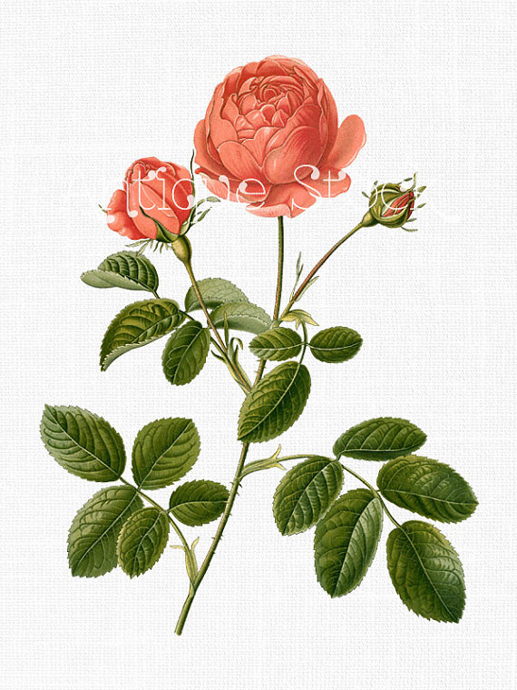 570x760 products dibujos, cuadro de flores, ilustraciones - Cabbage Rose Drawing