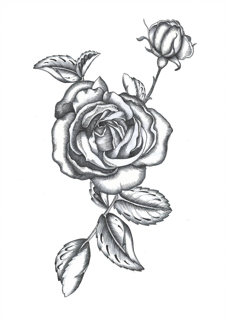 751x1064 cabbage rose - Cabbage Rose Drawing