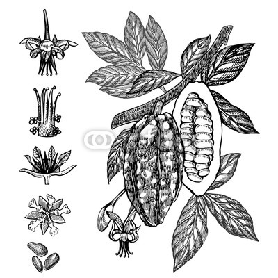 400x400 chocolate cocoa beans vector illustration engraved style - Cacao Drawing