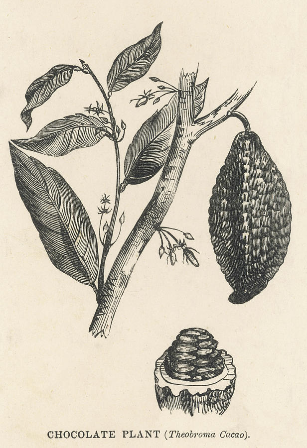 616x900 cocoa - Cacao Drawing