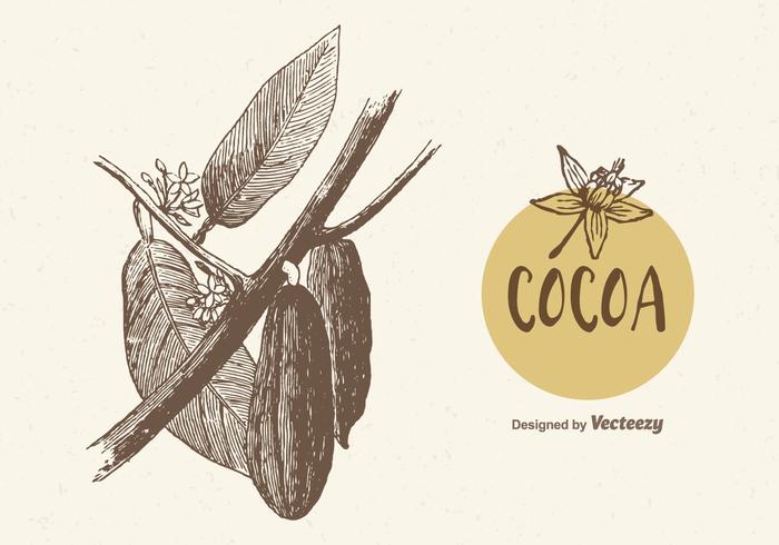 700x490 cocoa branch vector illustration - Cacao Drawing