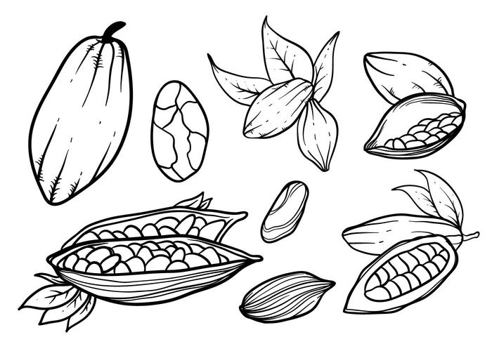 700x490 hand drawn cocoa beans vector - Cacao Drawing
