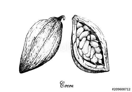 500x350 hand drawn of theobroma cacao fruits on tree bunch - Cacao Drawing