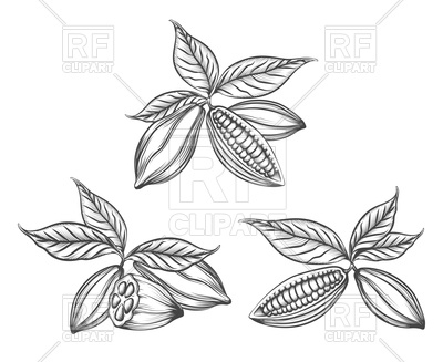 400x327 hand drawn cacao beans vector image of signs, symbols, maps - Cacao Drawing
