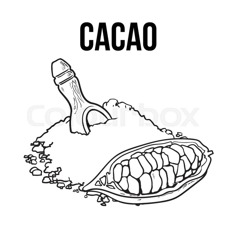 800x800 hand drawn pile of cocoa powder with stock vector colourbox - Cacao Drawing