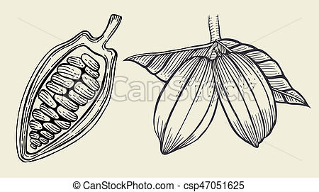 450x271 huge collection of 'cacao drawing' download more than images - Cacao Drawing