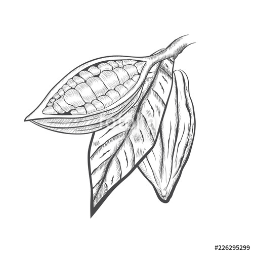 500x500 whole fruit chocolate tree and in a cut with cocoa beans and leaf - Cacao Drawing