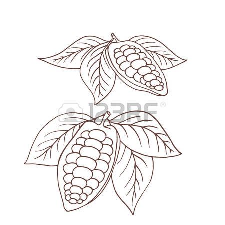 450x450 cacao drawing - Cacao Drawing