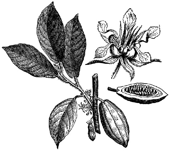 550x491 blyss chocolate - Cacao Drawing