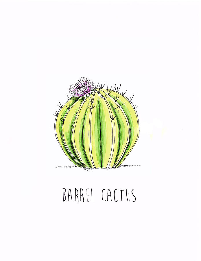 695x900 Barrel Cactus Drawing - Cactus Drawing