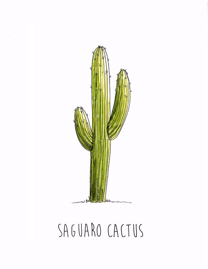 695x900 saguaro cactus drawing - Cactus Drawing