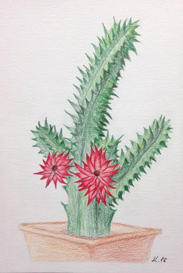 375x560 The Red Flowered Cactus Drawing - Cactus Drawing