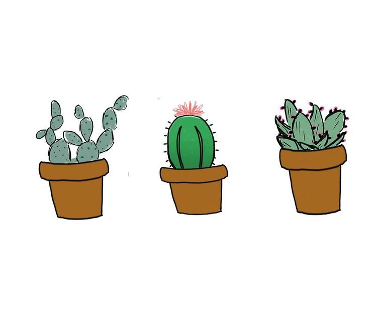 736x627 Cactus Drawing Drawing Skill - Cactus Drawing