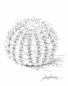 236x300 Cactus Sketch Drawing - Cactus Drawing Black And White