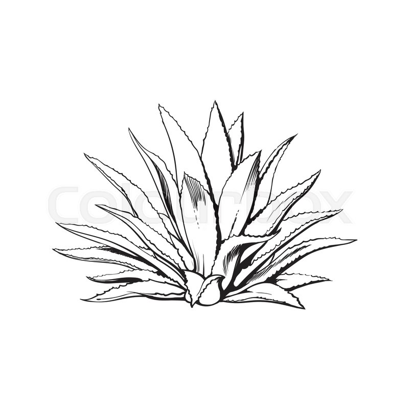 800x800 Hand Drawn Blue Agave, Main Tequila Stock Vector Colourbox - Cactus Drawing Black And White