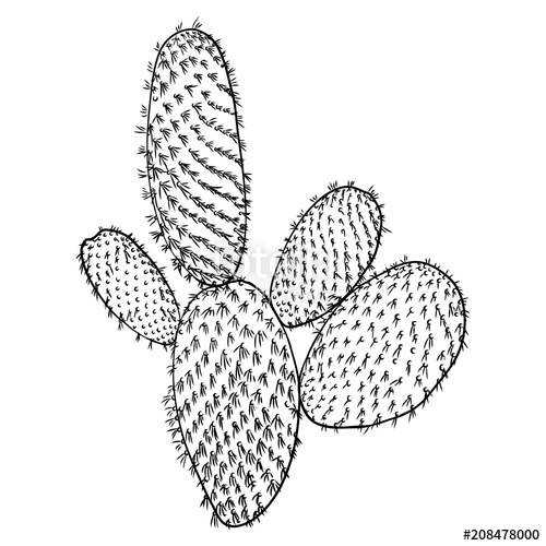 500x500 Cute Cactus Illustration Handmade Hand Drawn Outline Cacti - Cactus Drawing Outline