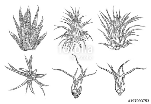 500x345 Cute Cactus Illustrations Handmade Set Hand Drawn Outline Cacti - Cactus Drawing Outline