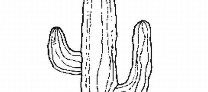 723x320 Free Cactus Coloring Pages Elegant Pics Of Cactus Coloring - Cactus Drawing Outline