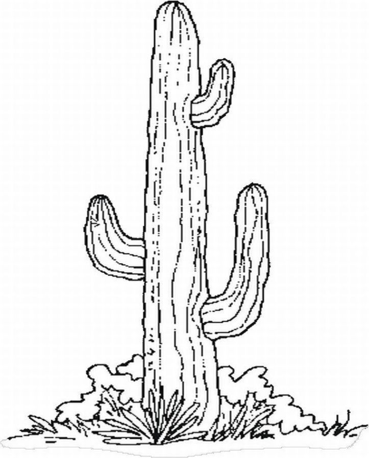 723x898 Saguaro Cactus Coloring - Cactus Drawing Outline