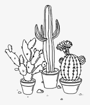 300x350 Tumblr Cactus Drawing - Cactus Drawing Outline