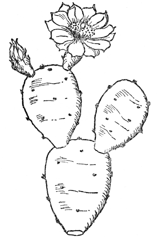 Download 10+ Best For Simple Prickly Pear Cactus Drawing | Pink Gun Club