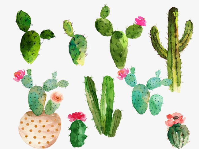 650x487 drawing cactus flowering cactus collection, watercolor cactus - Cactus Flower Drawing