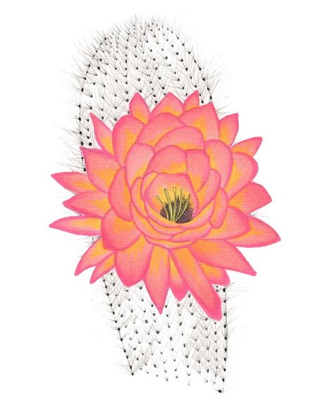474x592 Drawn Desert Cactus Flower - Cactus Flower Drawing