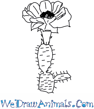 300x350 How To Draw A Cactus Flower - Cactus Flower Drawing