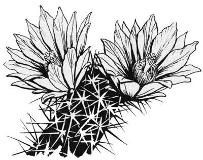 400x316 resultado de imagen para cactus flower draw cactus cactus - Cactus Flower Drawing