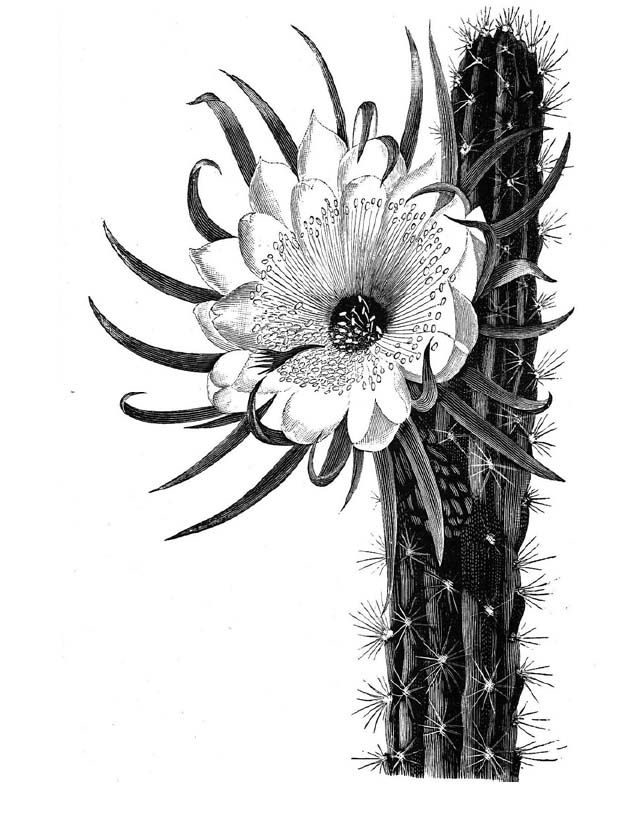 642x823 cactus flower meaning endurance, warmth tattoos cactus tattoo - Cactus Flower Drawing