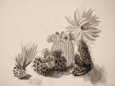 375x280 Cactus Flowers Drawing - Cactus Flower Drawing
