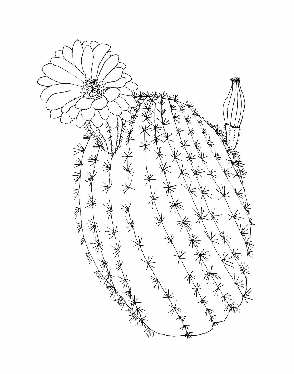 Cactus Line Drawing at Explore collection of