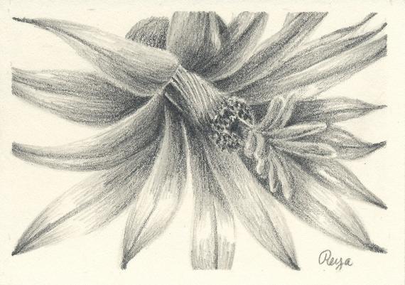 570x401 little cactus flower pencil drawing print aceo etsy - Cactus Pencil Drawing