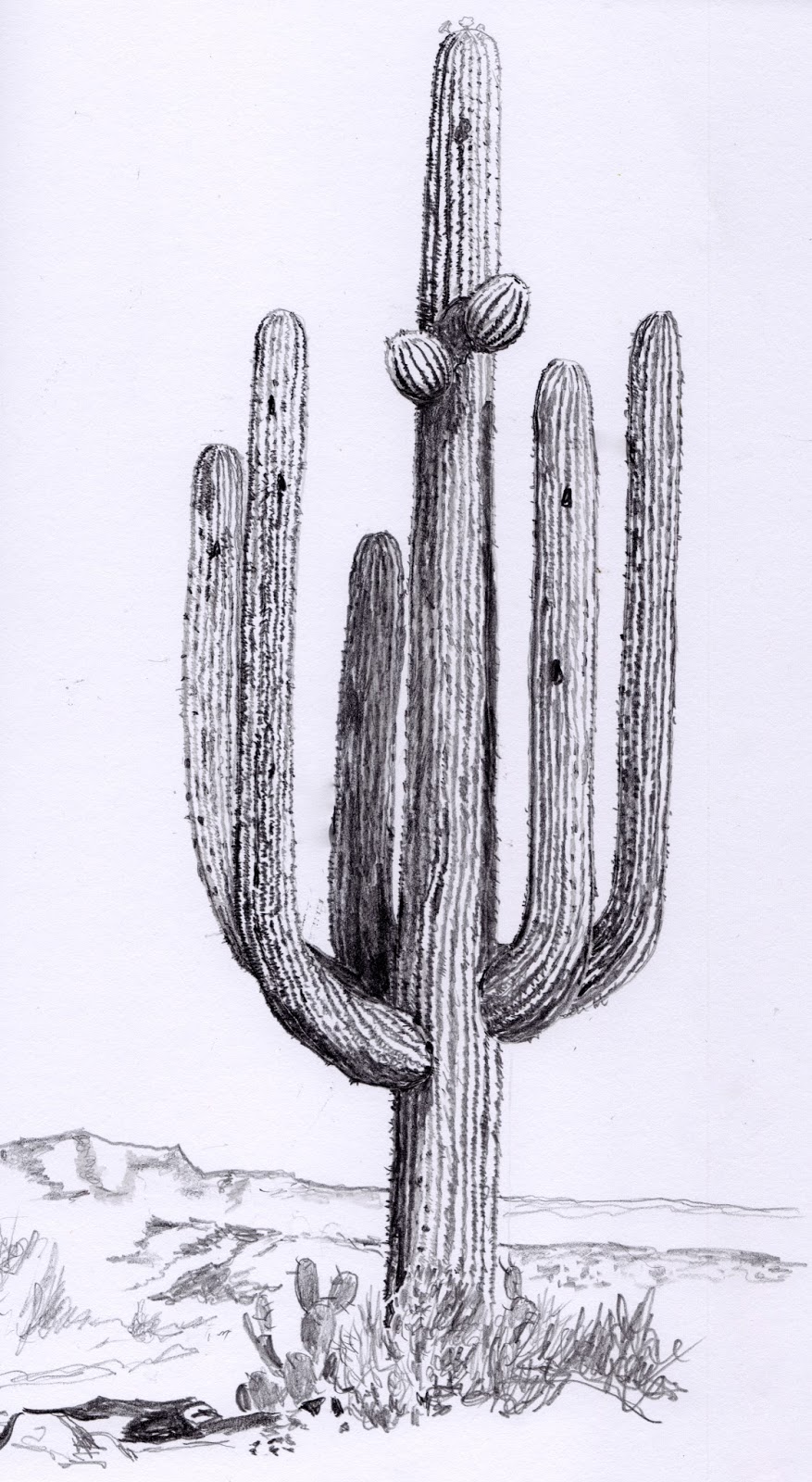 Cactus Pencil Drawing at Explore collection of