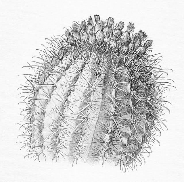 640x634 barrel cactus drawing art cactus drawing, cactus plants - Cactus Pencil Drawing