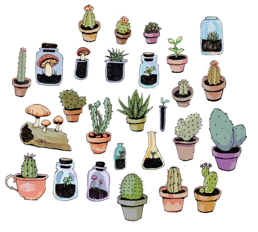 900x811 Drawing, Cactus, Plant, Transparent Png Image Clipart Free Download - Cactus Plant Drawing