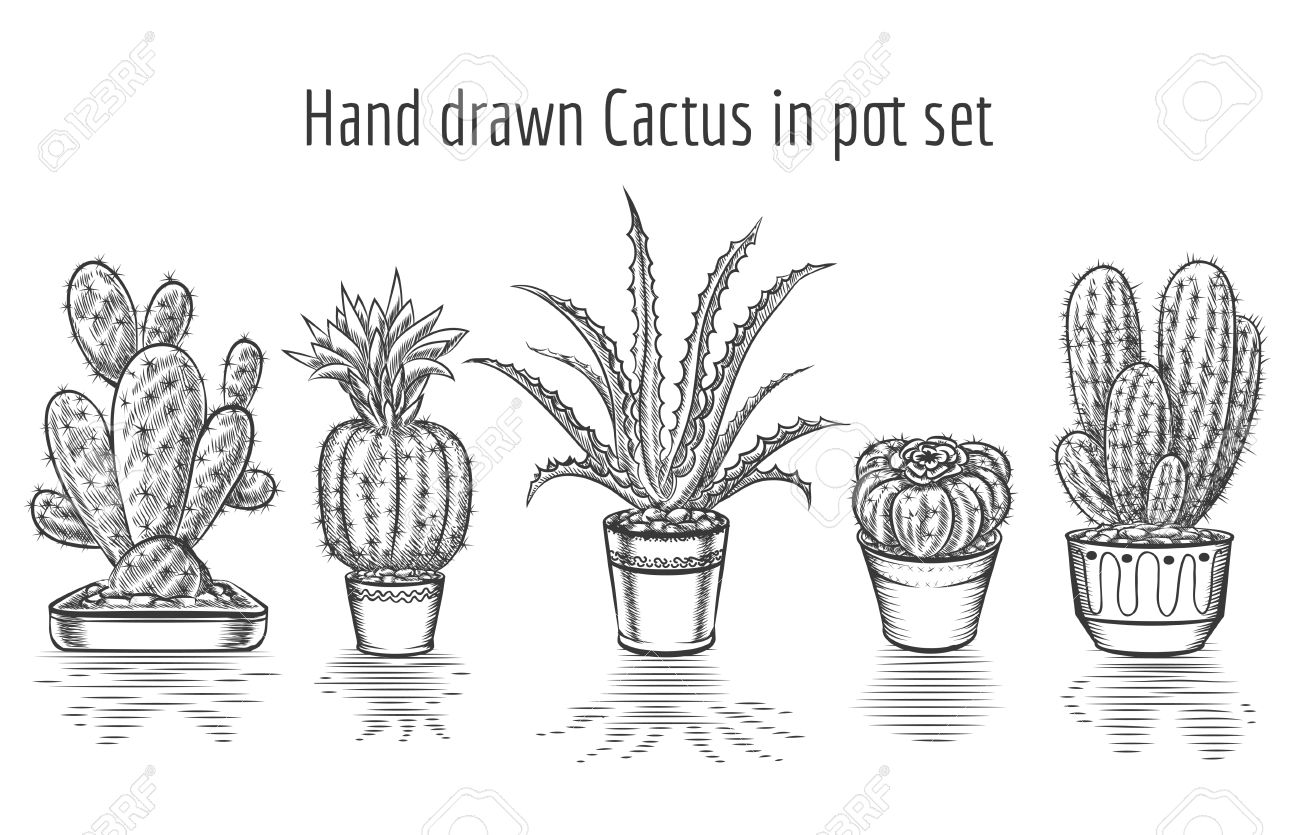 1300x835 drawn cactus cactus plant - Cactus Plant Drawing