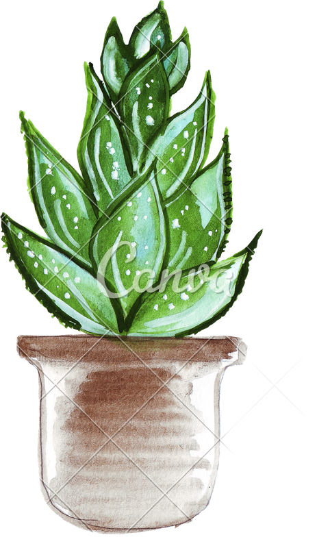 482x800 Hand Draw Of Cactus Plants In Different Shapes - Cactus Plant Drawing